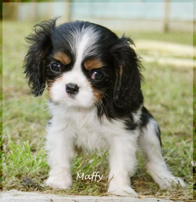 Selezione importante di cuccioli cavalier king allevamento adamantis